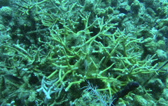 Acropora cervicornis