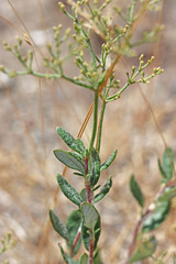 Eriogonum niveum