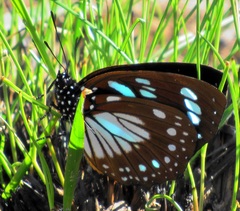 Charaxes wakefieldi