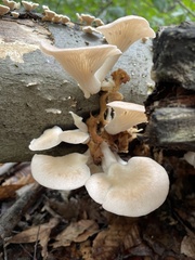 Fungi