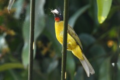 Rubigula flaviventris