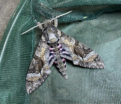 Agrius cingulata