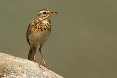 Anthus rufulus