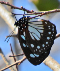 Charaxes wakefieldi