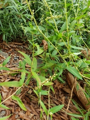 Persicaria punctata