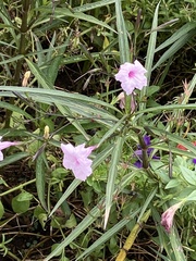 Ruellia
