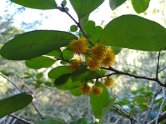Azara integrifolia