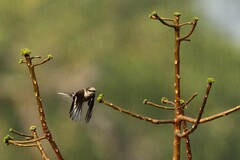 Pericrocotus cinnamomeus