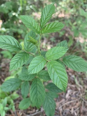 Rubus cuneifolius