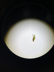 Meromyza