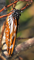 Charaxes wakefieldi