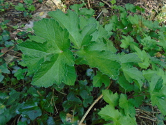 Heracleum sphondylium