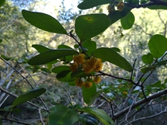 Azara integrifolia
