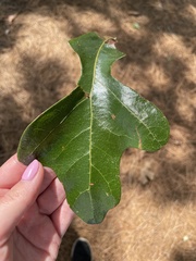 Quercus stellata