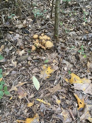 Desarmillaria caespitosa