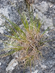 Pseudopentameris macrantha