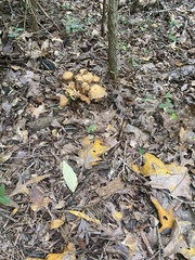 Desarmillaria caespitosa
