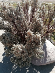 Polylepis tarapacana