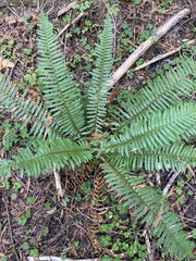 Polystichum munitum