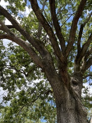 Quercus stellata