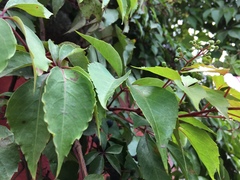 Parthenocissus quinquefolia