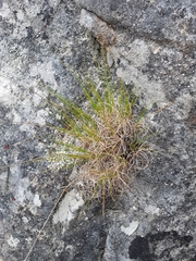 Pseudopentameris macrantha