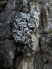 Physcia americana