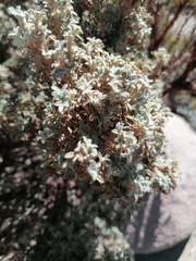 Polylepis tarapacana