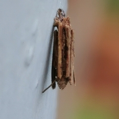 Psyche casta