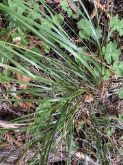 Festuca californica