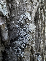 Physcia americana