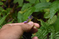 Erigeron peregrinus