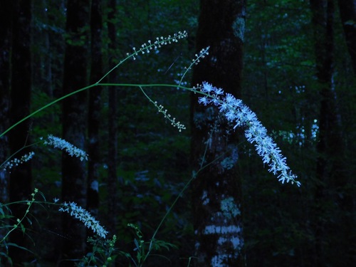 Image of Mountain Black Cohosh (Actaea podocarpa) by (c) Michael J. Papay, some rights reserved (CC BY)