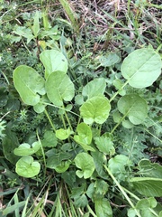 Barbarea vulgaris