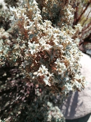 Polylepis tarapacana