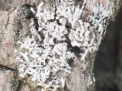Physcia americana