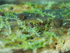 Buxbaumia viridis