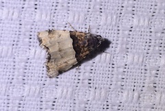 Cobubatha dividua