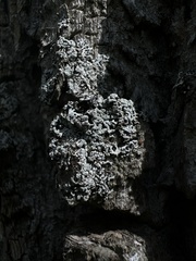 Physcia americana