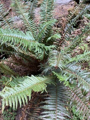 Polystichum munitum
