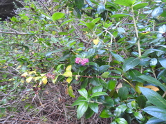 Escallonia rubra