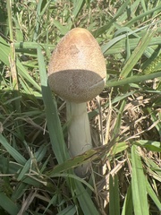 Stropharia coronilla