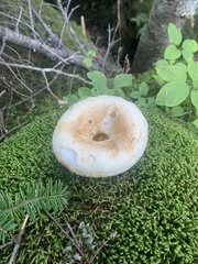 Lactifluus deceptivus