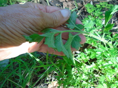 Heracleum sphondylium