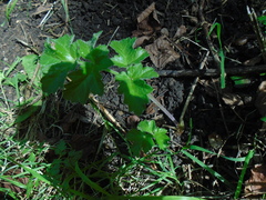 Heracleum sphondylium