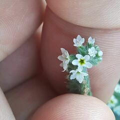 Heliotropium europaeum