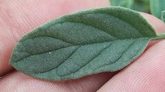 Heliotropium europaeum