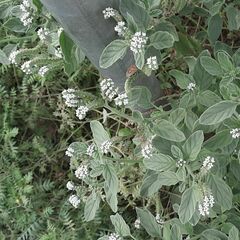 Heliotropium europaeum