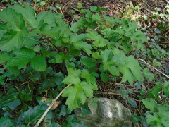 Heracleum sphondylium