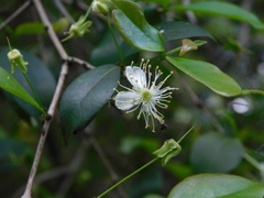 Eugenia uruguayensis